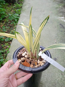 黄金达摩中透室内名贵兰花盆栽 墨兰精品兰花艺草 阳台优质兰花