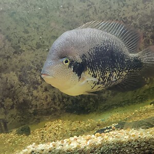 美鲷天网火口南美慈鲷观赏鱼易活好养鱼苗淡水观赏鱼大型鱼活体3