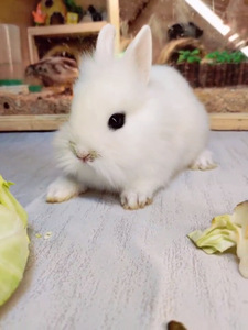 纯白丹凤眼精品猫猫兔.性格温润母