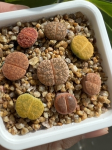 紫薰彩套黄绿紫薰酒红紫薰生石花多肉