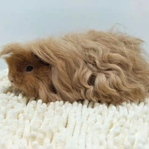 泰迪卷毛荷兰猪