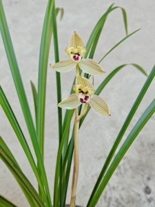 莲瓣兰玉龙梅4苗带1大芽花已谢,根好苗壮叶片清秀健康,幽香型