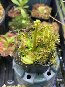 实物图贝壳捕蝇草一物一拍带花苞编号28包邮种好发货