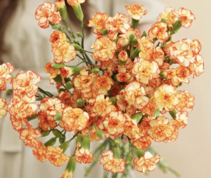 多头桑巴康乃馨20支鲜花花束批发云南昆明基地直发家用插花水养