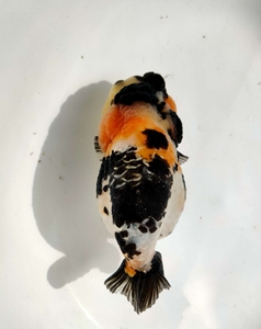 稀有龙鳞熊猫兰寿,13公分左右拍前联系.