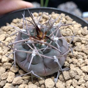 2厘米实生守金摩天龙仙人球