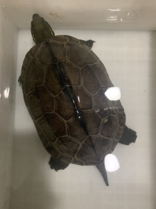 超大中华草龟,2.2斤重,稳产母龟,背甲纹路漂亮,养了几年