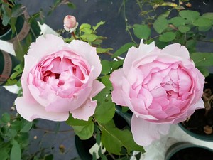 伊芙魂之香水月季,实生嫁接苗 小苗16一棵中苗60元包邮