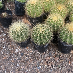 黄彩玉实生仙人球3颗10元