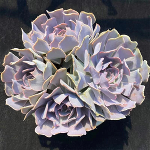 安娜泽维尔玫瑰/沙漠之ying/蓝色苍鹭 多肉植物包邮