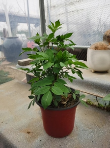 舒筋树苗