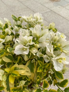 花叶白三角梅盆栽花卉金边白三角梅盆栽 三角梅品种苗 攀援花卉