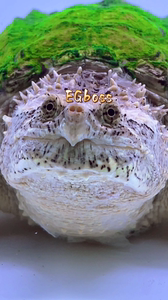 佛鳄龟,大鳄龟,中美鳄龟,北美鳄龟,黄化佛,白化北美,变异大