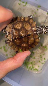 00tb3919092862淘宝蒙面地图龟黄斑地图龟黄圈地图龟变异地图龟黄