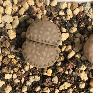 c171饼干寿丽玉生石花,尺寸:1.6cm,三年半干养,无美