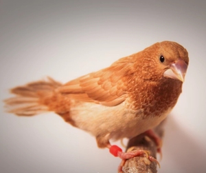 十姐妹保姆鸟驼色