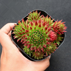 精品多肉植物稀有品种长生草系列橘子球皮克尼斯群生多头花卉盆