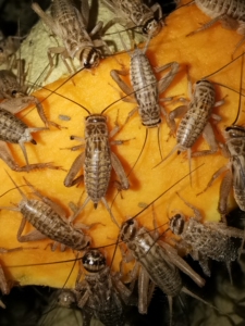 蛐蛐白蟋蟀油葫芦针头蟋蟀画眉龙鱼食物养殖场直发,常年大量现货