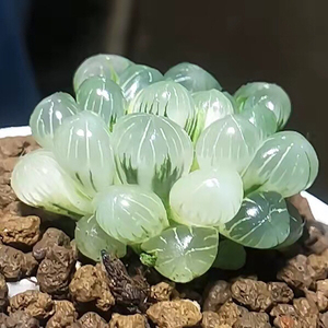 孙氏冰灯玉露锦