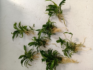 水榕,迷你小榕,迷你瓦利斯榕,35元7丛包邮.阴性草,可以绑