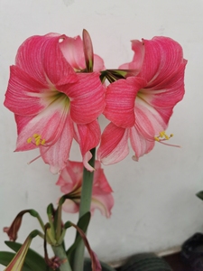 霓虹灯朱顶红