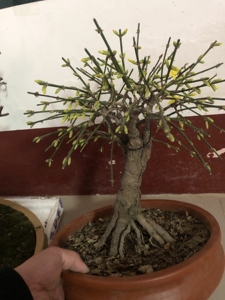 奔跑的蜗牛3210370淘宝双杆福禄迎春花盆景老桩,粗5厘米,高度35,年