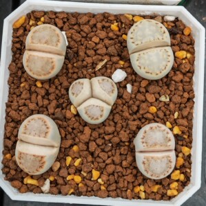 福来玉 1621.6糖霜饼干生石花,单挑25一颗,奔驰30