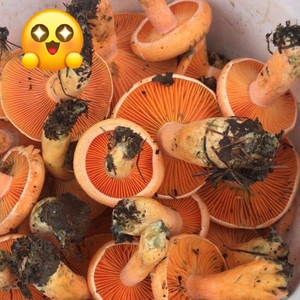 野生九月香菌图片图片