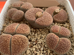 生石花 lmp4流水日轮  6年    番杏