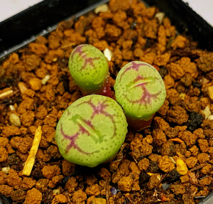 香奈儿猴脸肉锥ficiforme worcester八重猴