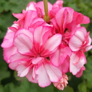 天竺葵茶美人大苗