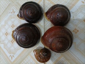 广西山螺皱巴坚螺宠物蜗牛 可掏肉