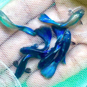 【莫斯科冰蓝孔雀鱼6条】超级健康,包邮!