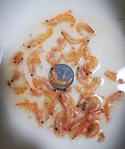 磷虾4斤30包邮太平洋磷虾 南极磷虾 冷冻磷虾鱼粮龟粮鱼食活