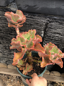 康康舞,群生老桩,包菜系多肉植物,颜色非常漂亮,五头整群,盆