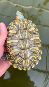 格兰德彩龟宽纹大水滴,玩的来