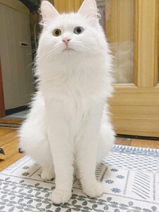 异瞳 鸳鸯眼纯白狮子猫 狮子长毛猫 山东狮子猫 临清狮子猫
