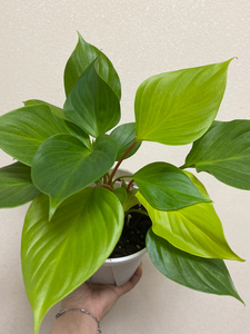 黄金千年健,,一盆多棵,已养定,青山盆发货