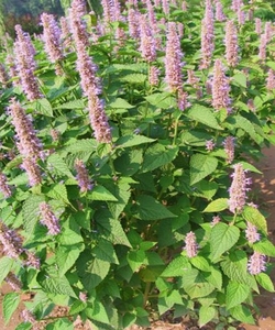 90享果浓旗舰店天猫【顺丰】新鲜四川一斤藿香叶鱼香叶木香子渔捞鱼