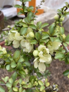 日本长寿梅白花