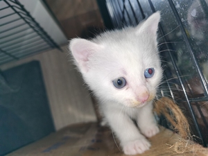 自家养的纯白猫咪,小猫出生有1个多月左右,猫爸是阴阳眼长毛猫