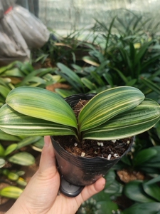 彩兰覆轮彩佛光兰金边兰金丝兰君子兰盆栽包邮