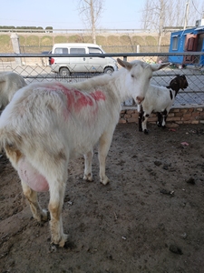 萨能奶山羊种羊，怀孕母羊，羊苗，每日产奶8-12斤