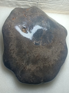 辉木化石,桫欏化石,重量8.15公斤,尺寸28Ⅹ23ⅹ9