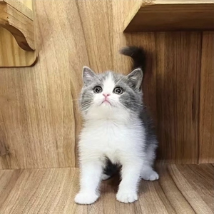 自家的蓝白宝宝找家长,小脸颊胖嘟嘟眼睛圆圆的太可爱了,性格也