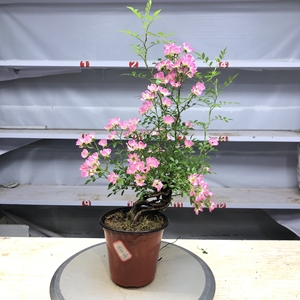 韩国姬蔷薇盆景