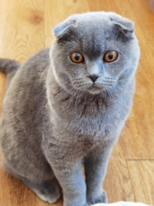 英短蓝猫折耳猫.