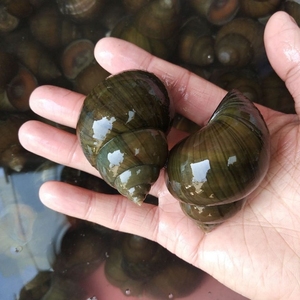 田螺鲜活新鲜大田螺超大活体田螺肉嗦螺大野生中华圆田螺