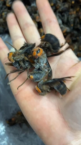 虎头蜂老蜂,泡酒专用,云南大黑蜂,红娘虎头蜂,鲜活直接速冻