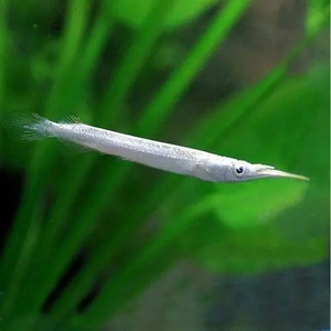 银水针鱼 银针鱼 5条35.8元 小型上层灯科鱼热带鱼 斑节
